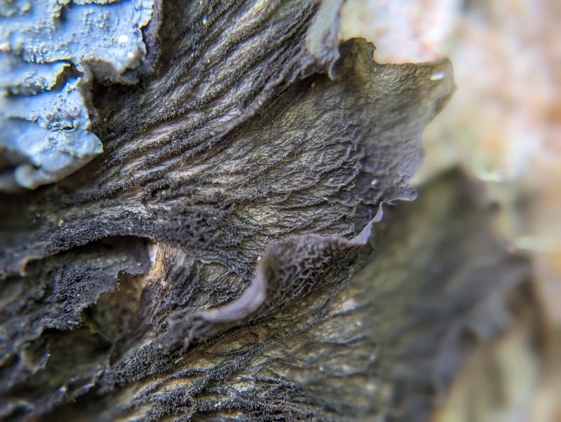 Skin Lichen photo 6
