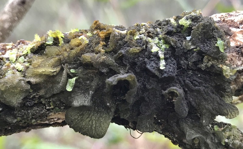 Skin Lichen photo 7