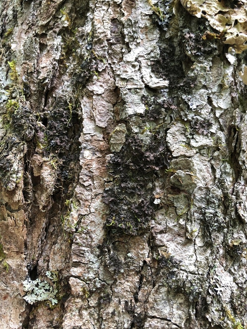 Skin Lichen