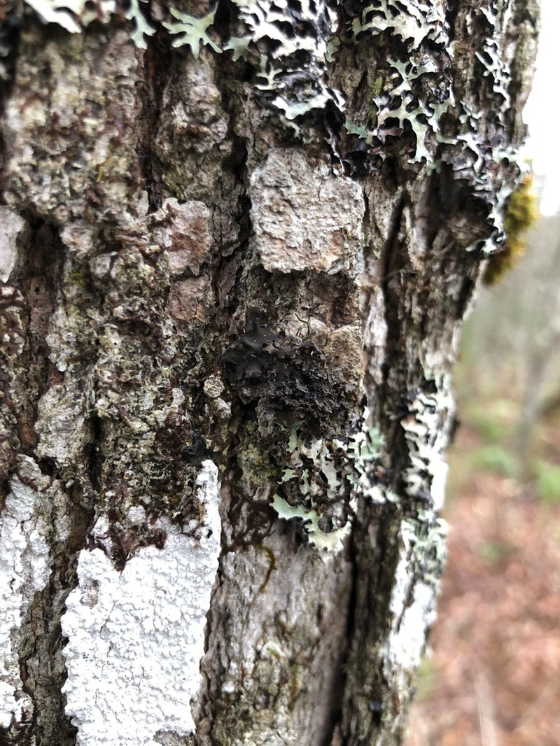Skin Lichen photo 2