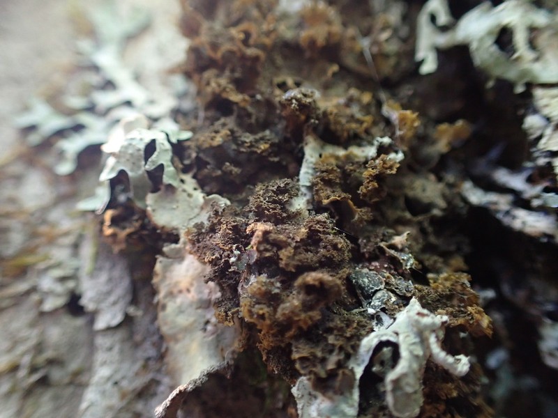 Skin Lichen photo 3