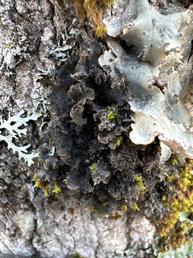 Skin Lichen photo 4