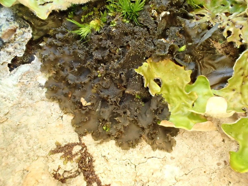 Skin Lichen photo 5