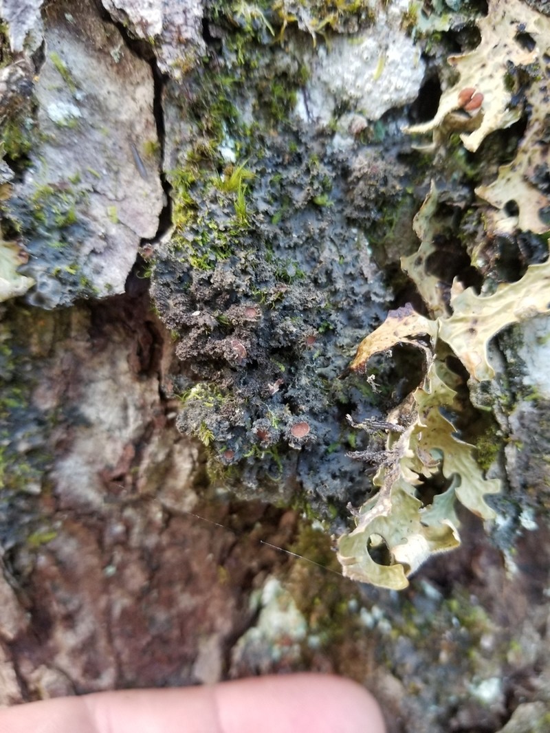 Skin Lichen photo 6
