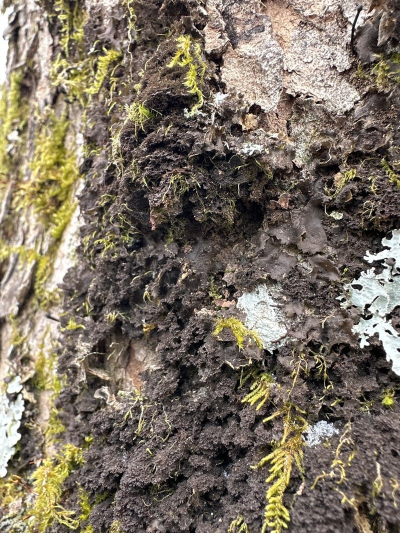Skin Lichen photo 7