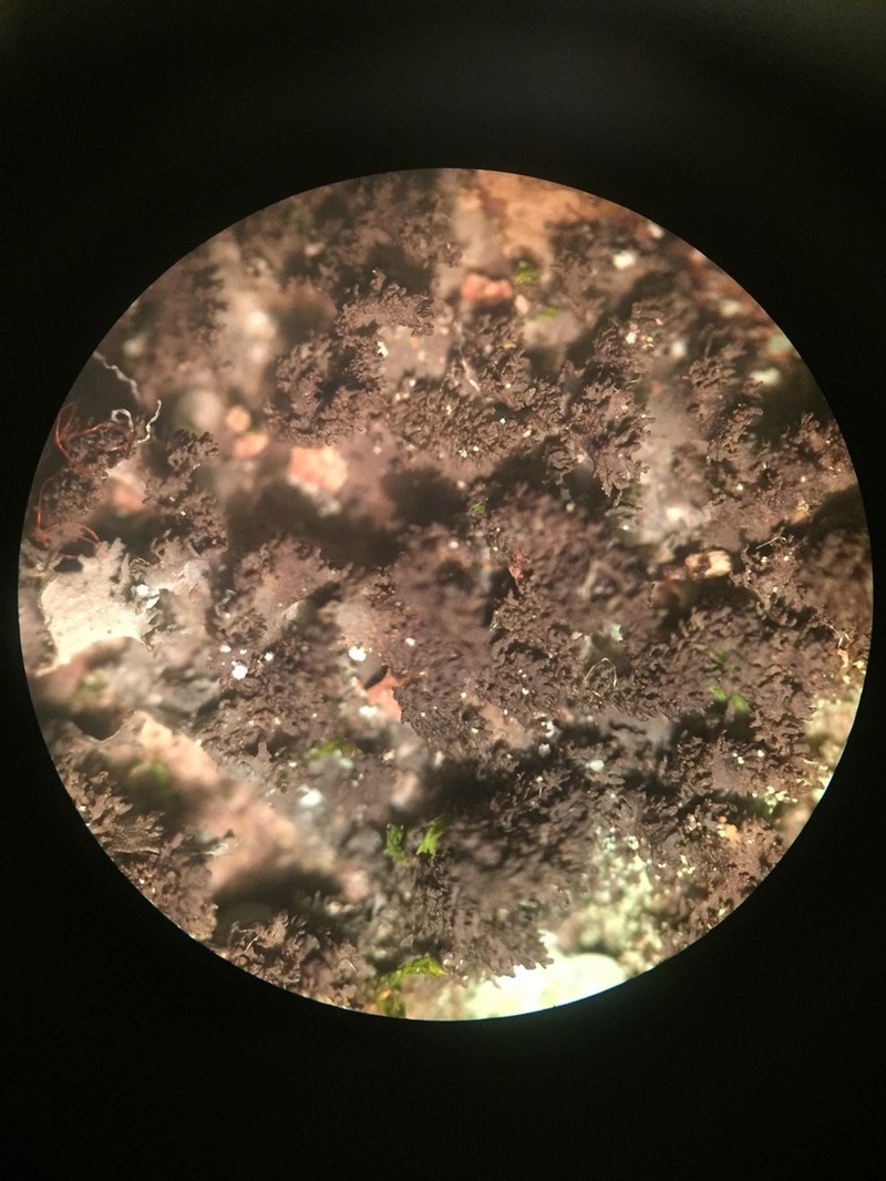 Skin Lichen photo 8