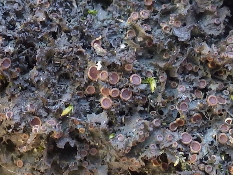 Skin Lichen