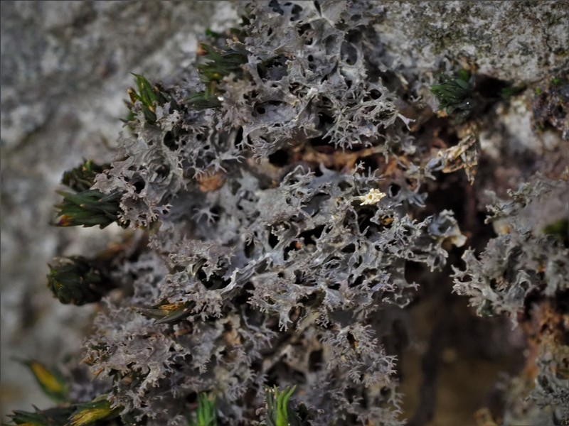 Skin Lichen photo 2