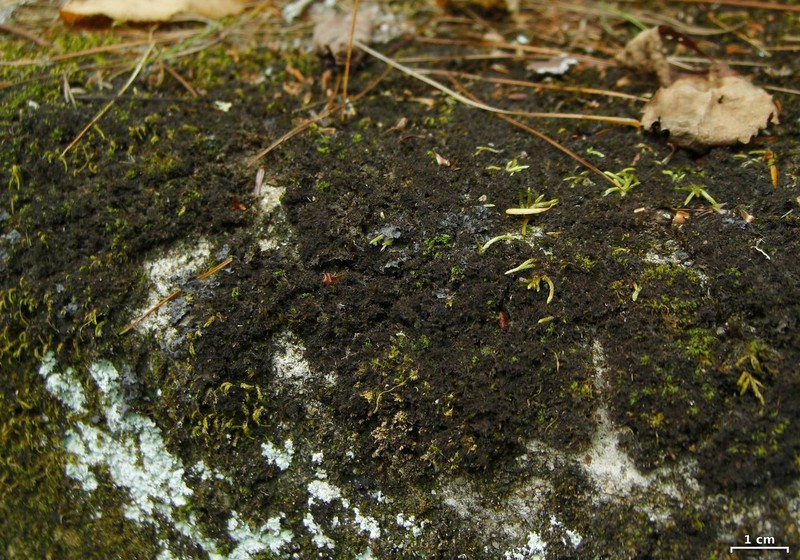 Skin Lichen photo 3