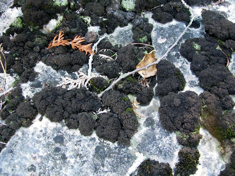 Skin Lichen photo 4