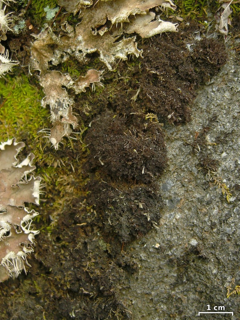Skin Lichen photo 5
