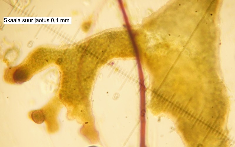 Skin Lichen photo 6