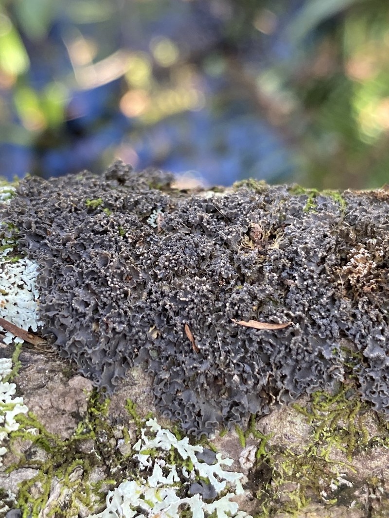 Skin Lichen