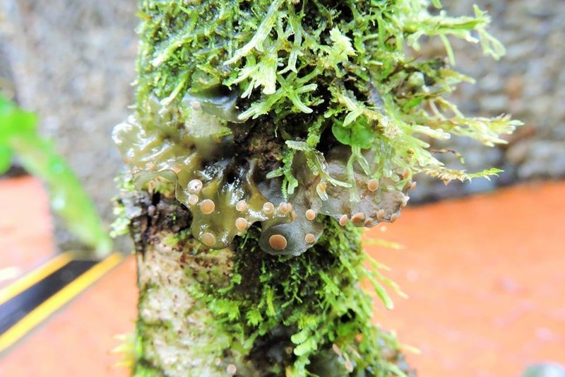 Skin Lichen photo 2