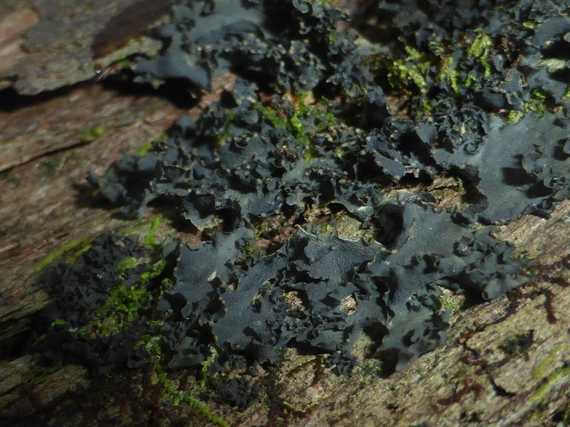 Skin Lichen photo 3