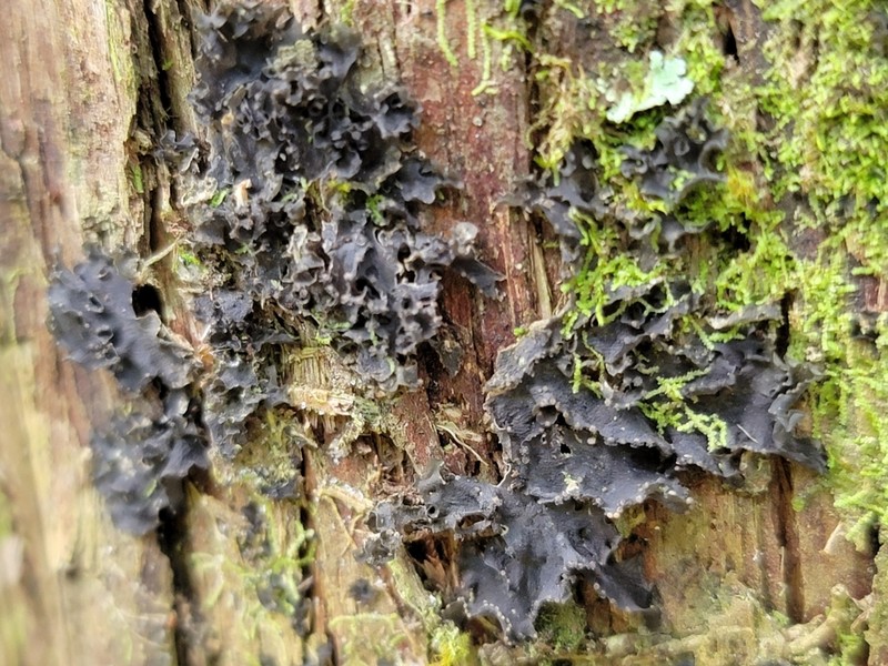 Skin Lichen photo 4