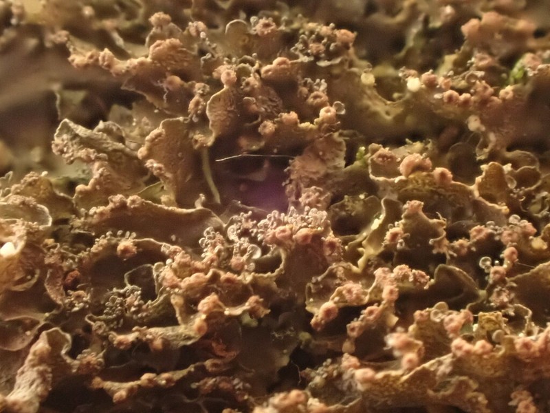 Skin Lichen photo 5