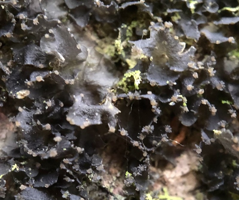 Skin Lichen photo 6