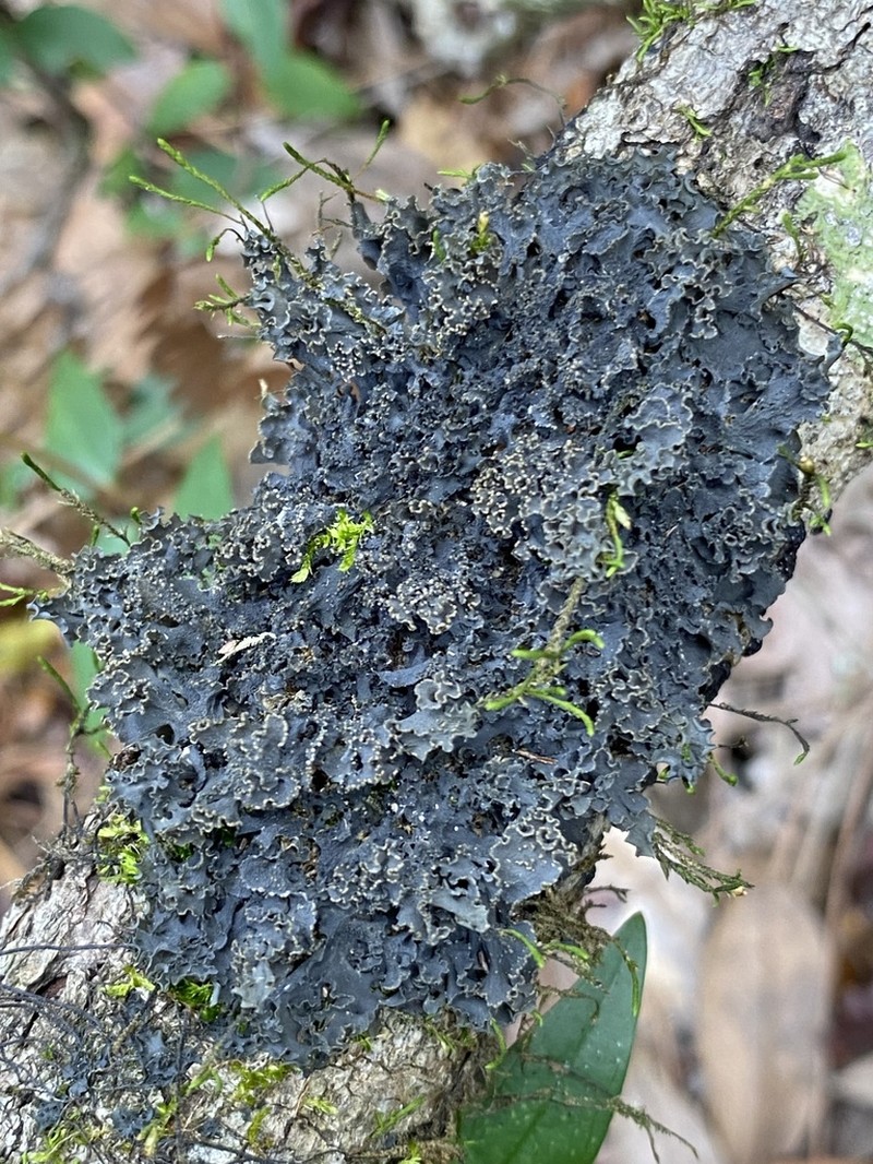 Skin Lichen photo 7