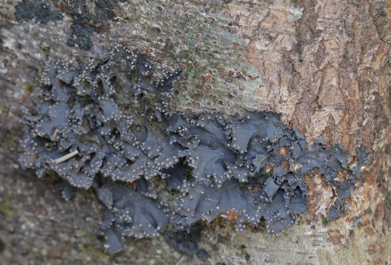 Skin Lichen photo 8