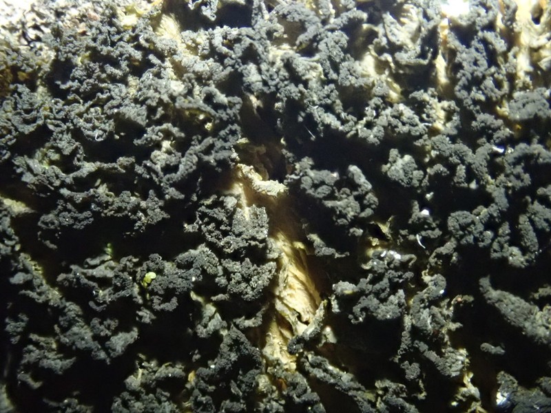 Skin Lichen