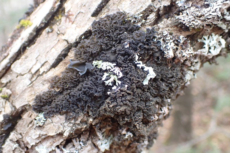 Skin Lichen photo 2