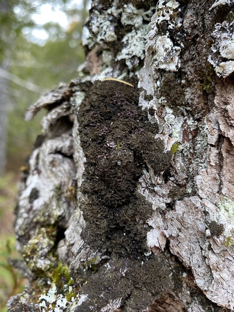 Skin Lichen photo 3