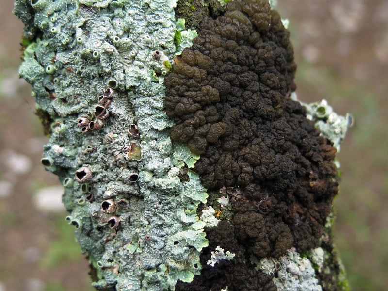 Skin Lichen photo 4