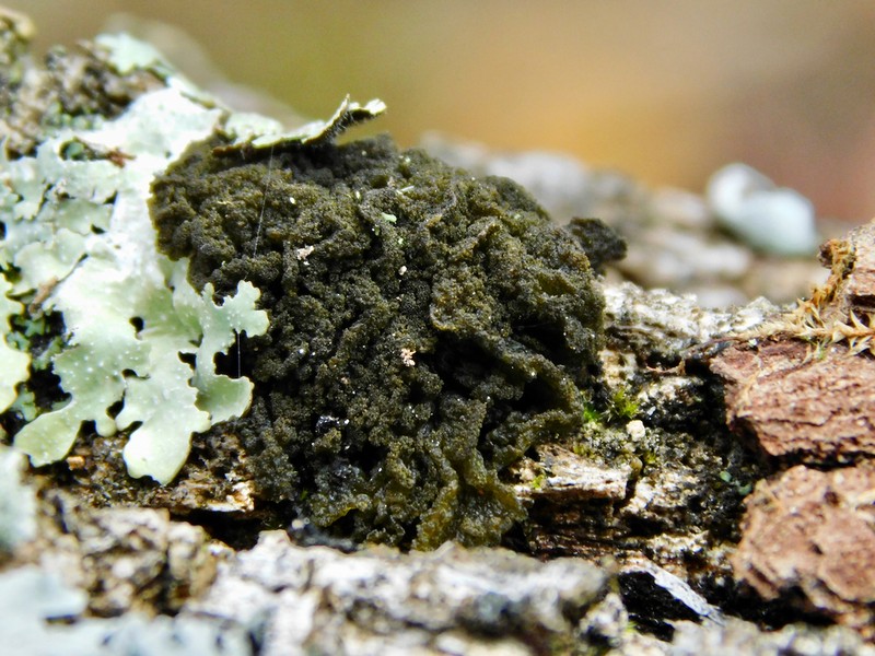 Skin Lichen photo 5