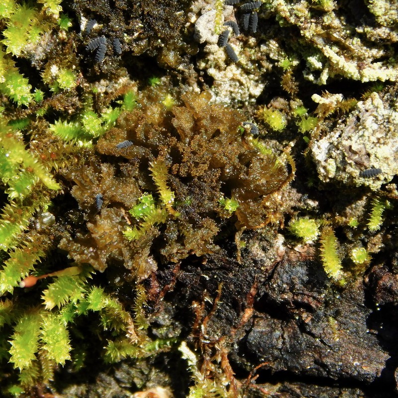 Skin Lichen photo 6