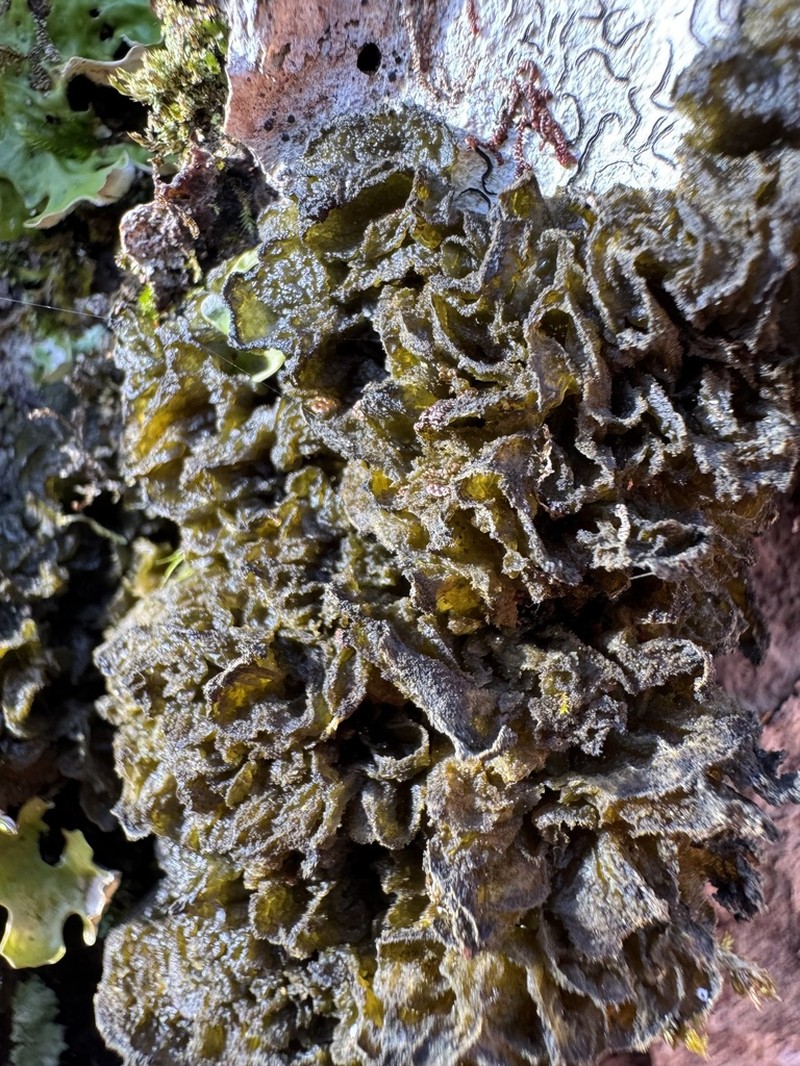 Skin Lichen photo 7