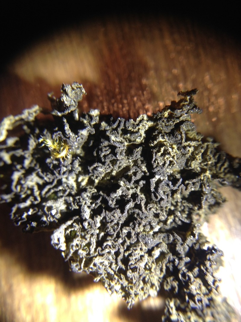 Skin Lichen photo 8
