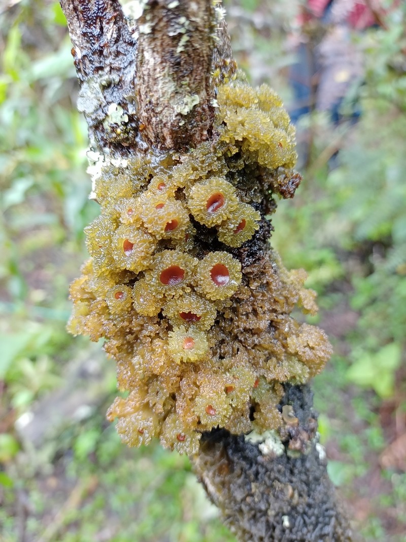 Skin Lichen