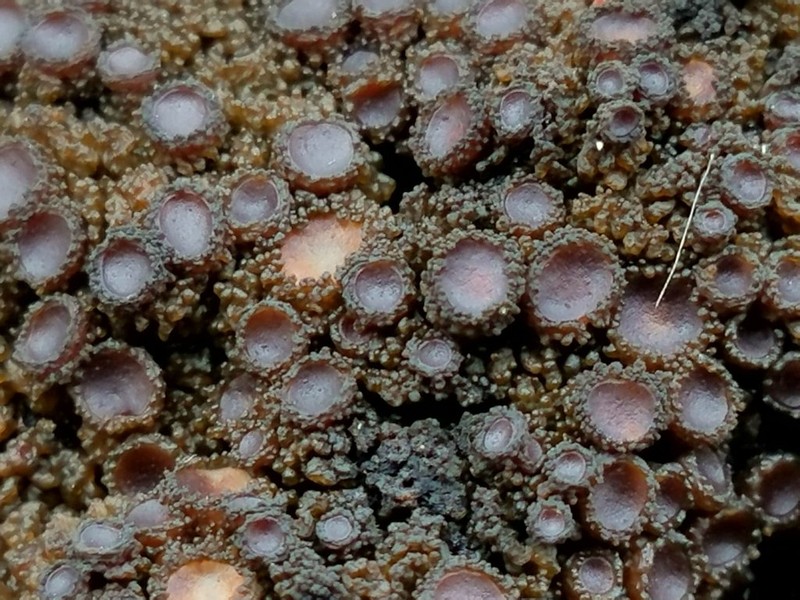 Skin Lichen photo 2
