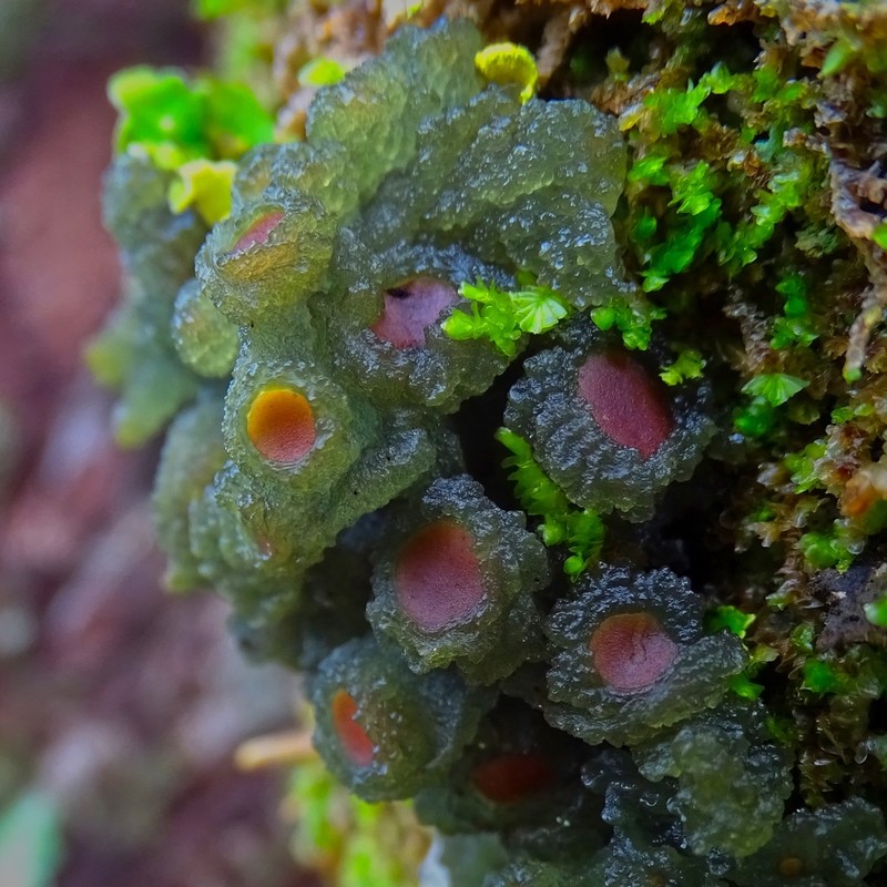 Skin Lichen photo 3