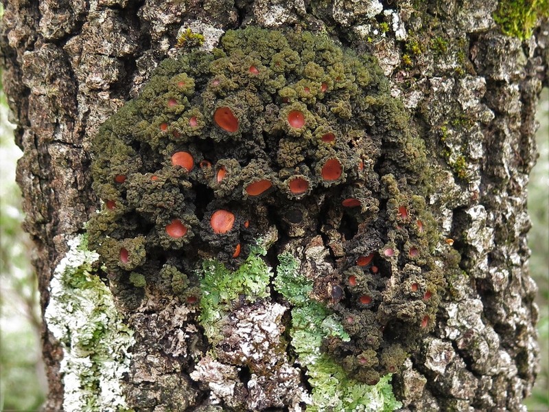 Skin Lichen photo 4