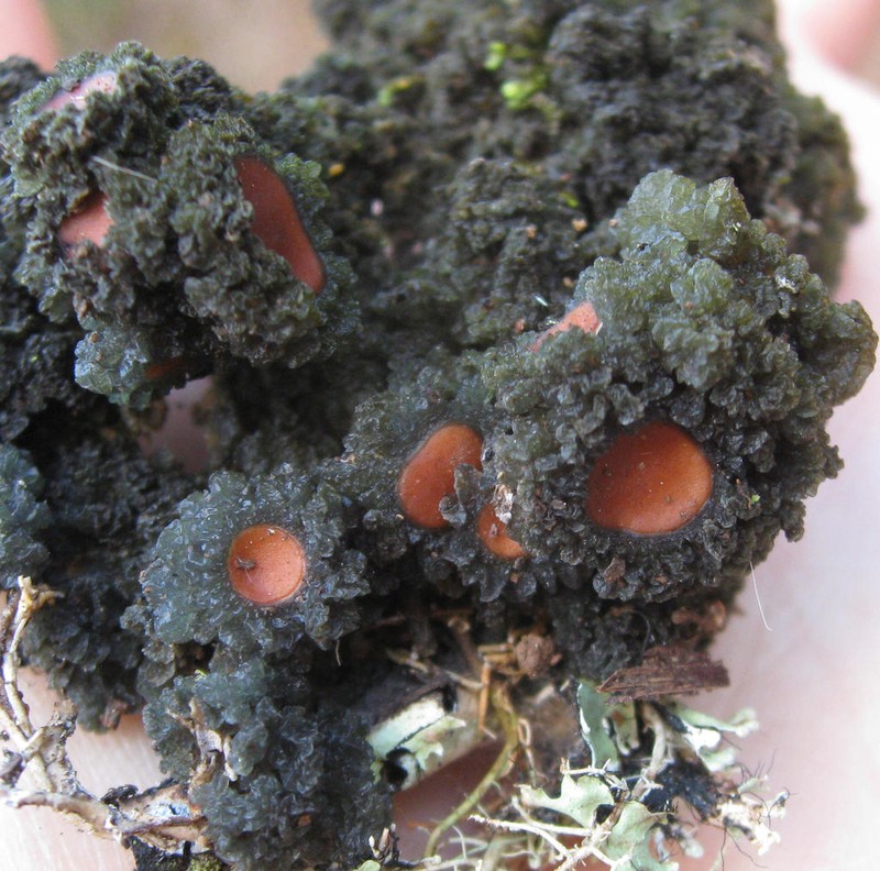 Skin Lichen photo 5