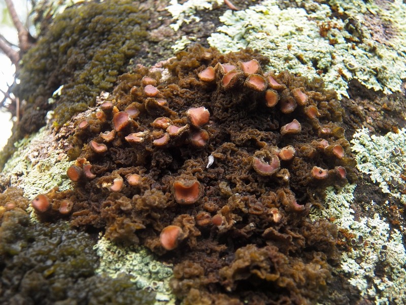 Skin Lichen photo 6