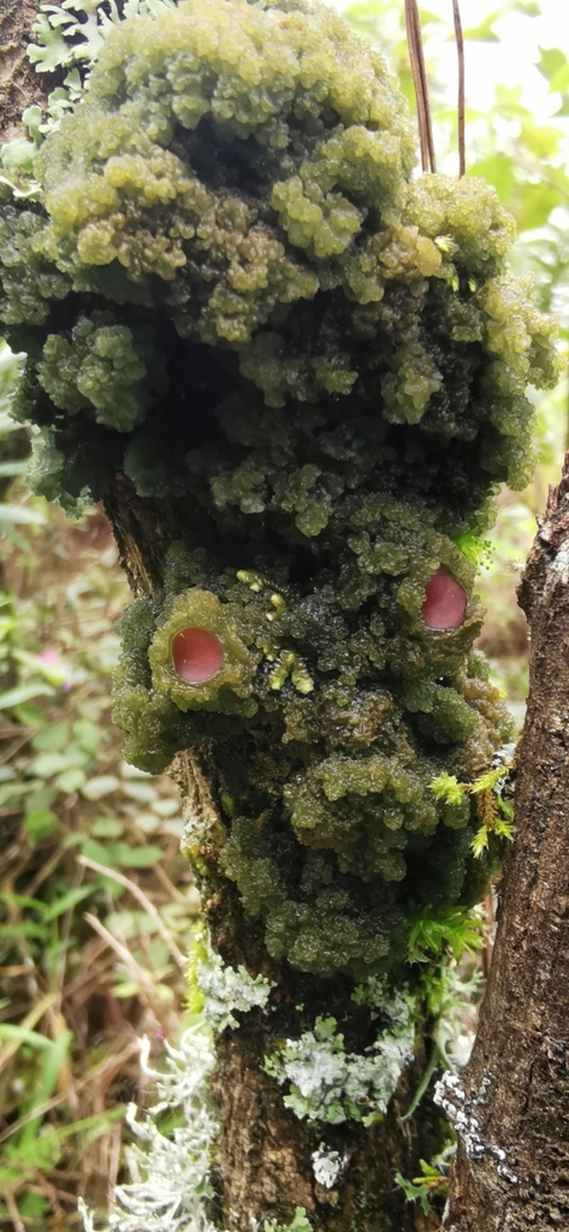 Skin Lichen photo 7