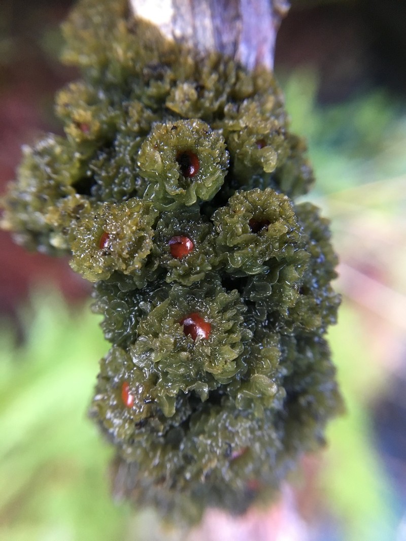 Skin Lichen photo 8