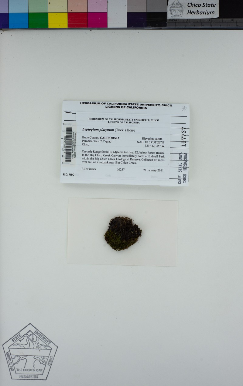Skin Lichen