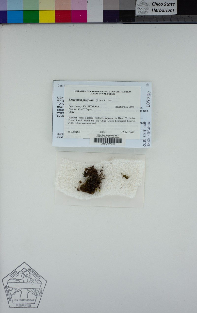 Skin Lichen photo 3