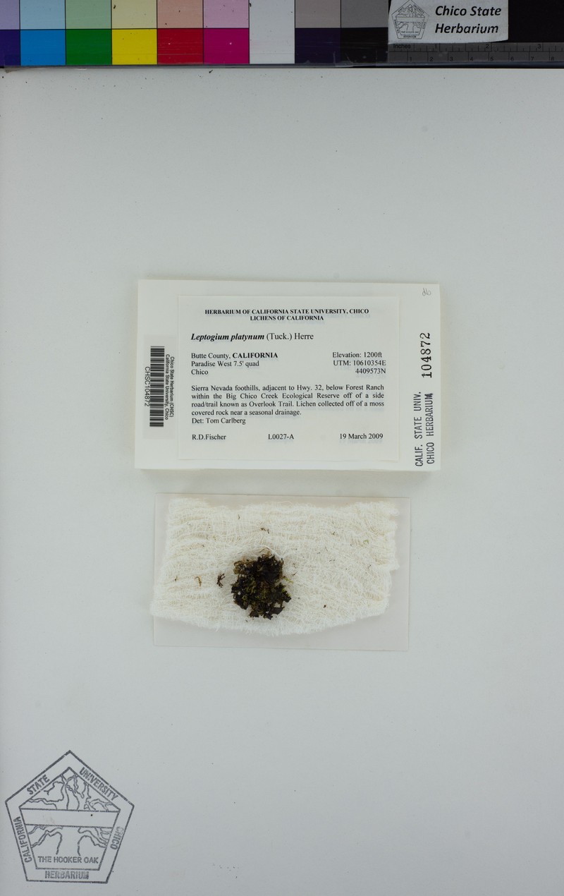 Skin Lichen photo 4