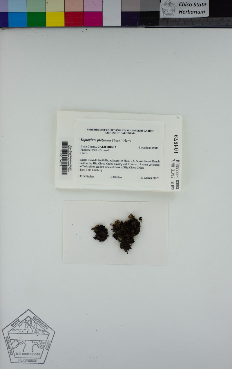 Skin Lichen photo 5