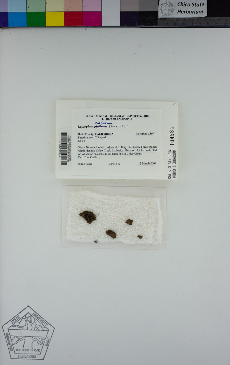 Skin Lichen photo 6
