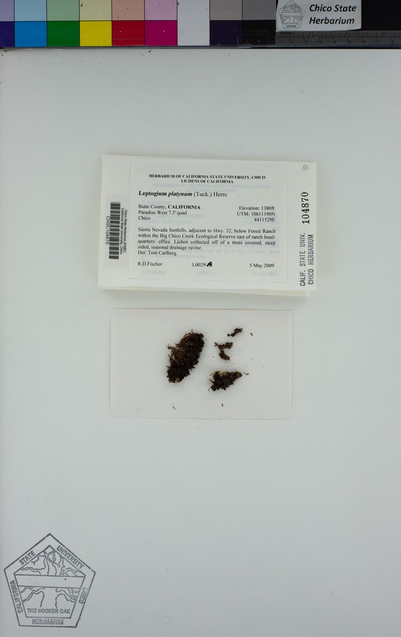 Skin Lichen photo 8