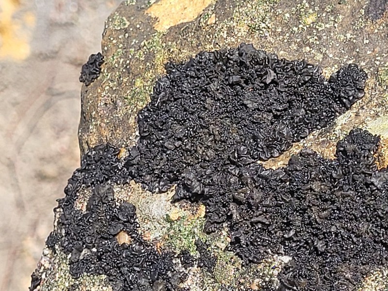 Skin Lichen