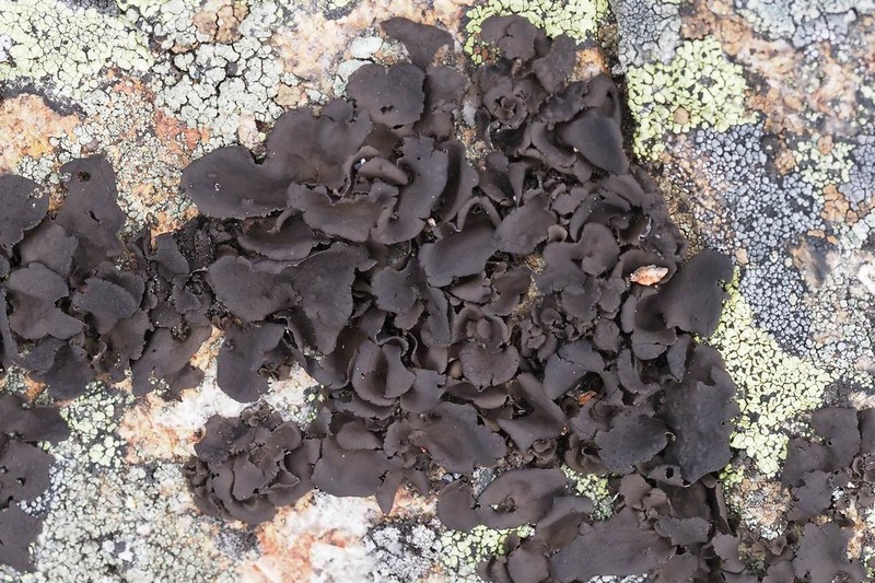 Skin Lichen photo 2