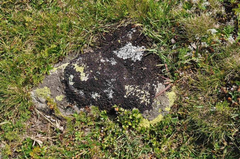 Skin Lichen photo 3