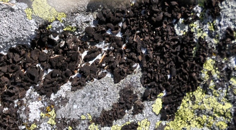 Skin Lichen photo 4